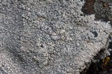Lecanora bicincta image