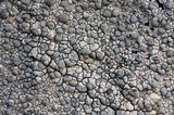 Lecanora bicincta image