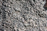 Lecanora bicincta image