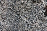 Lecanora bicincta image