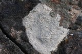 Lecanora bicincta image