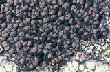 Lecidea atrobrunnea image