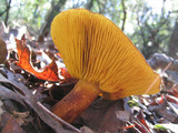 Phylloporus rhodoxanthus image