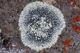 Dimelaena oreina image