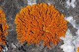 Xanthoria elegans image