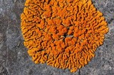 Xanthoria elegans image