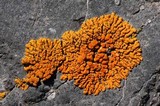 Xanthoria elegans image