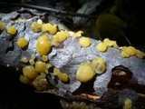 Ditiola peziziformis image