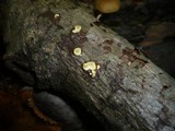 Ditiola peziziformis image