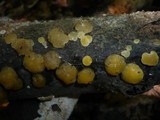 Ditiola peziziformis image
