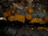 Ditiola peziziformis image