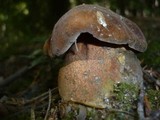 Boletus erythropus image