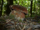 Boletus erythropus image