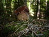 Boletus erythropus image
