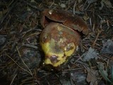 Boletus erythropus image