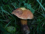 Boletus luridus image