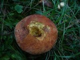 Boletus luridus image