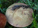 Boletus luridus image