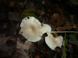 Leucocybe candicans image