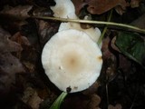 Leucocybe candicans image