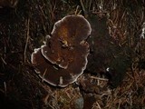 Coltricia perennis image