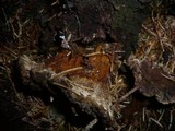 Coltricia perennis image