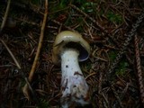 Cortinarius delibutus image
