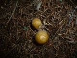 Cortinarius delibutus image
