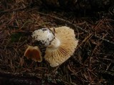 Cortinarius multiformis var. coniferarum image