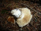 Cortinarius multiformis var. coniferarum image