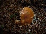 Cortinarius multiformis var. coniferarum image