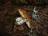 Cortinarius multiformis var. coniferarum image