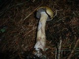 Cortinarius subtortus image