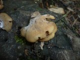 Crepidotus applanatus image