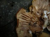 Crepidotus applanatus image