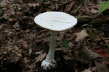 Amanita abrupta image