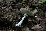 Amanita abrupta image