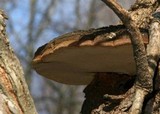Phellinus robiniae image