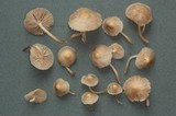 Mycena fuliginella image