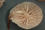 Mycena fuliginella image