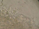 Mycena fuliginella image