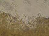 Mycena fuliginella image