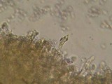 Mycena fuliginella image