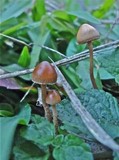 Psilocybe coprophila image