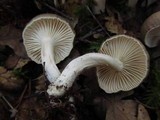Hygrophorus agathosmus image