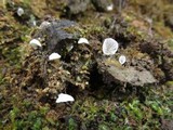 Rimbachia bryophila image