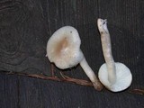 Hygrocybe fornicata var. fornicata image