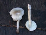 Hygrocybe fornicata var. fornicata image