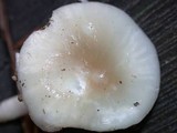 Hygrocybe fornicata var. fornicata image