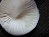 Hygrocybe fornicata var. fornicata image